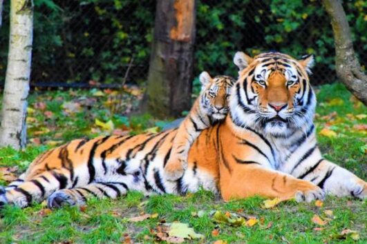Golden Triangle Tour with Ranthambore